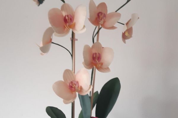 homedecor-orchidea-in-vaso4FF9B069-2E26-3A8B-E900-C3C17F74E9C8.jpg