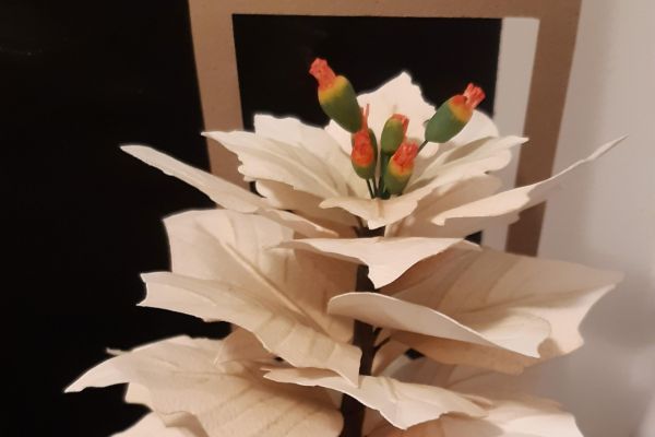 xmas-homedecor-white-poinsettia10A746E8-C979-728A-81A7-000124C431B4.jpg