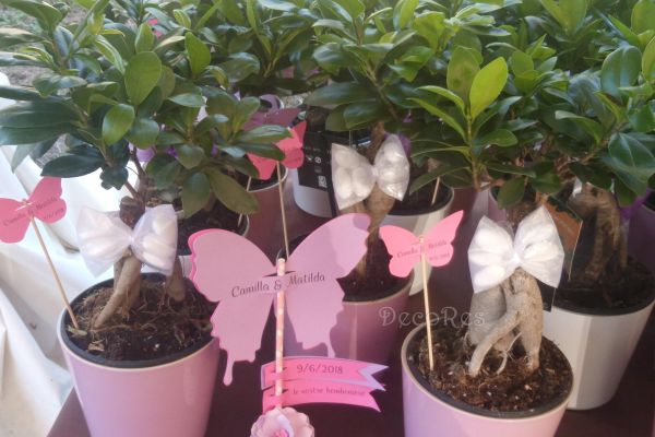 battesimo-bomboniera-bonsai-2BA96C3B5-8768-E71C-697D-95ED420D02BC.jpg