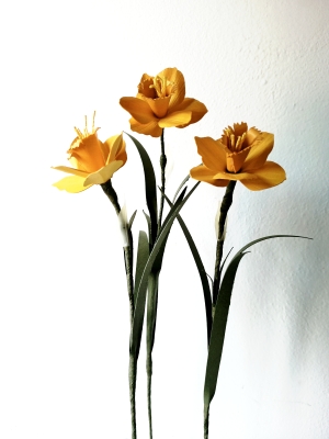 Un fiore al mese - Narciso