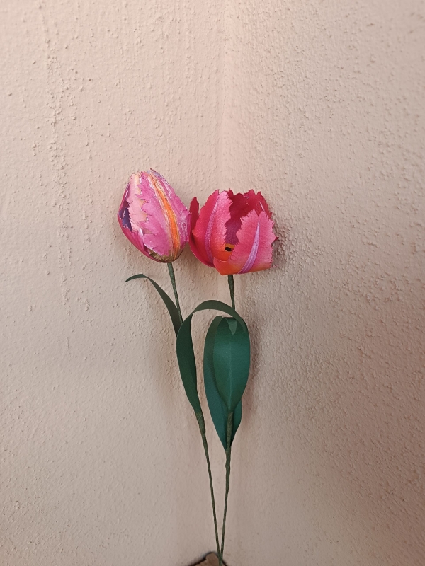 Un fiore al mese - Tulipano Pappagallo