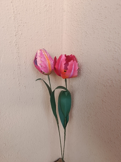 Un fiore al mese - Tulipano Pappagallo