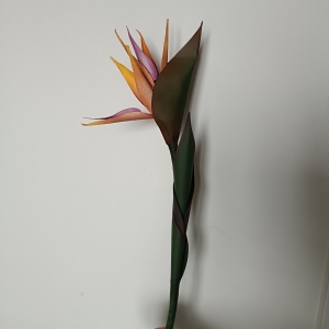 Un fiore al mese - Sterlitzia